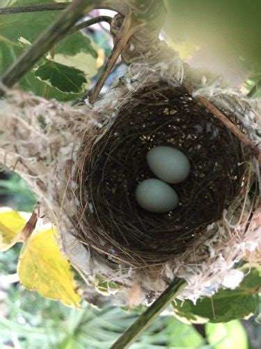 屋簷鳥|野鳥庭前築巢 預示居家風水好兆頭 